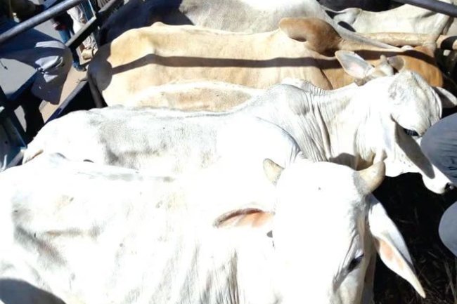 Police Recover 554 Stolen Animals, Seize Weapons in Katsina