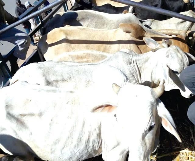 Police Recover 554 Stolen Animals, Seize Weapons in Katsina